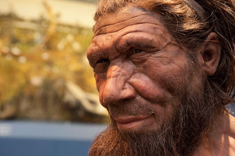 <p>Can you give an example of 1 Ancient Hominid, and how its teeth were adapted for its diet?</p>