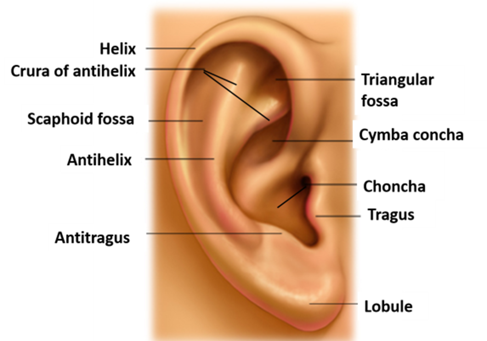 <p>Anatomy of the outer ear (picture)</p>
