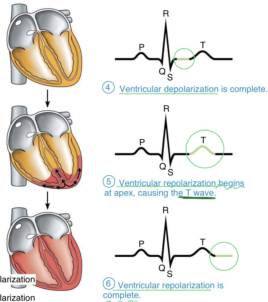 <ul><li><p>repolarization of the ventricles (pumping Ca out of the cytoplasm); begins at apex</p></li><li><p>back to resting to be able to depolarize again</p></li></ul>