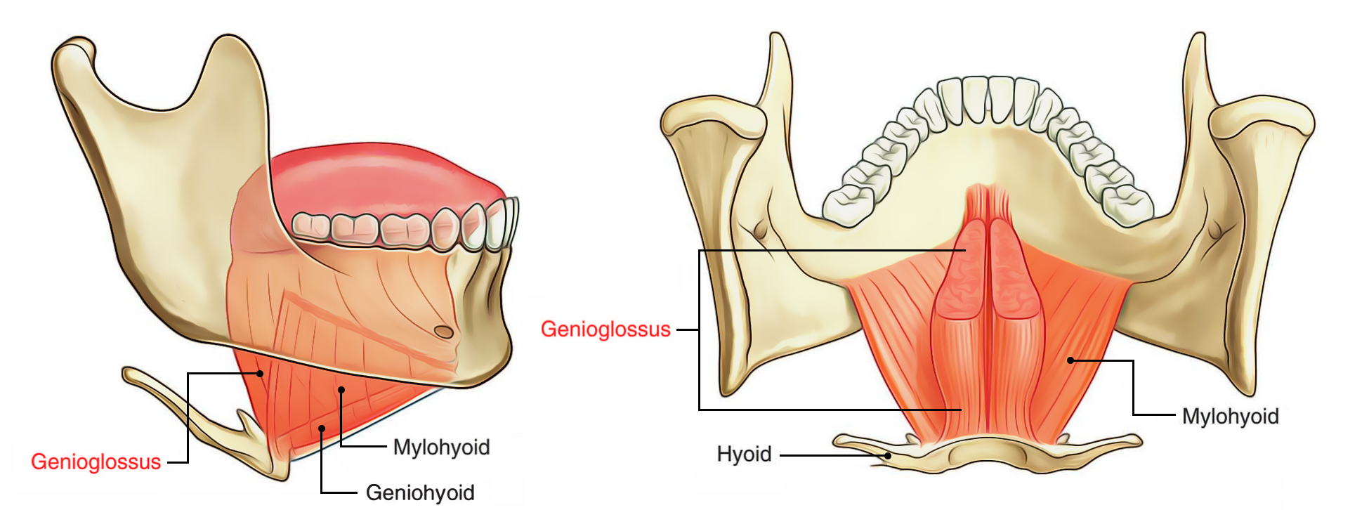 <p>Geniohyoid m.</p>
