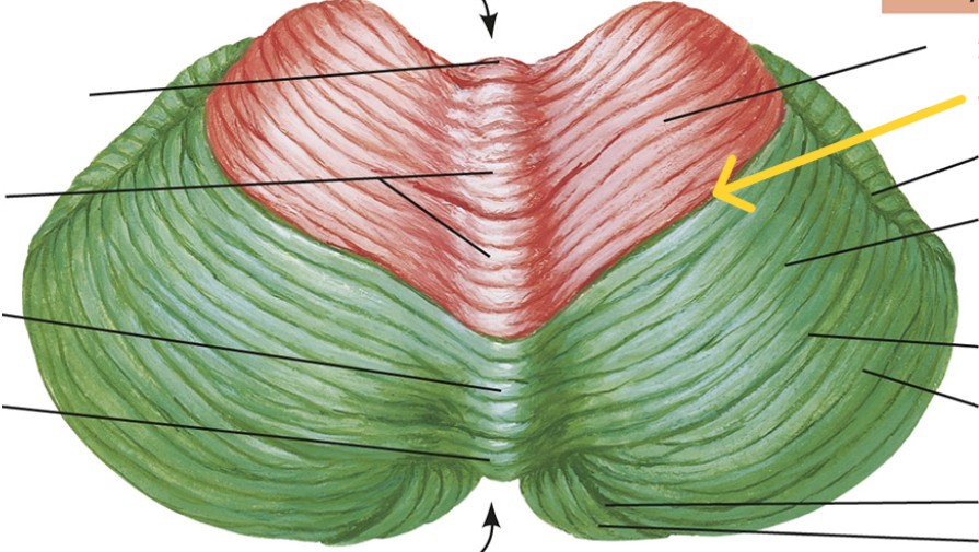 <p>Which part of the cerebellum is:</p><ul><li><p>Divides anterior lobe and posterior lobe</p></li></ul><p></p>