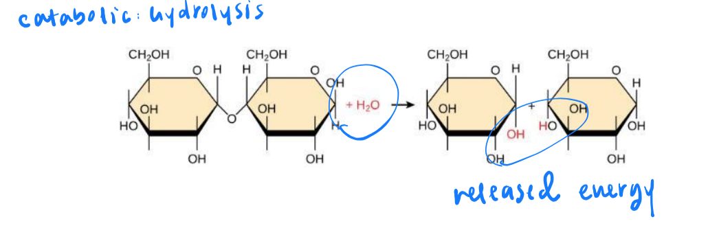 <p>large molecules are broken down into small ones. energy is <em>released</em></p>