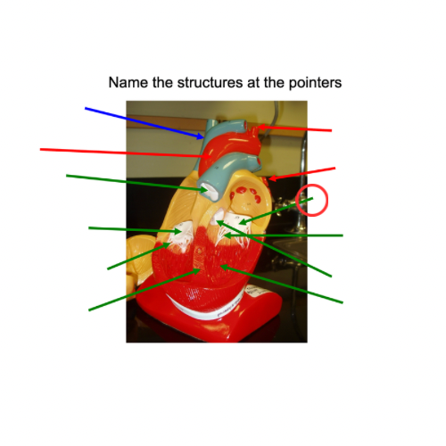 term image