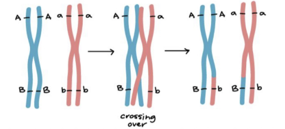 * homologous chromosomes exchange corresponding segments after intertwining 