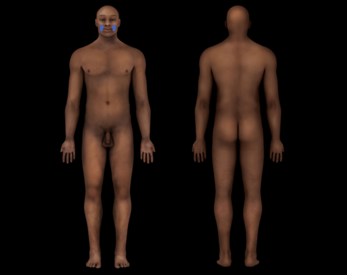 <p>cheeks</p>