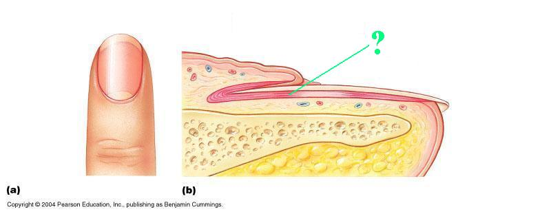 <p>nail bed</p>