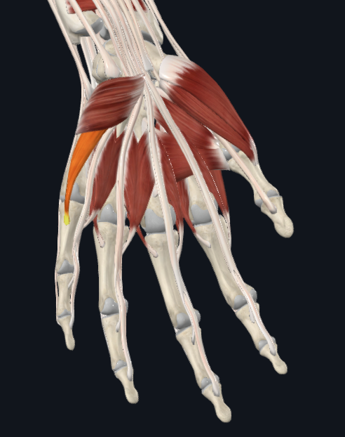 <p>What muscle is this</p>
