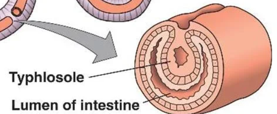 <p>An internal fold of the intestine in certain annelids.&nbsp;</p><p>This increases surface area for nutrient absorption.</p>