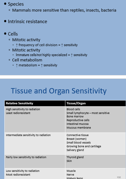 <p>blood cells and bone marrow </p>