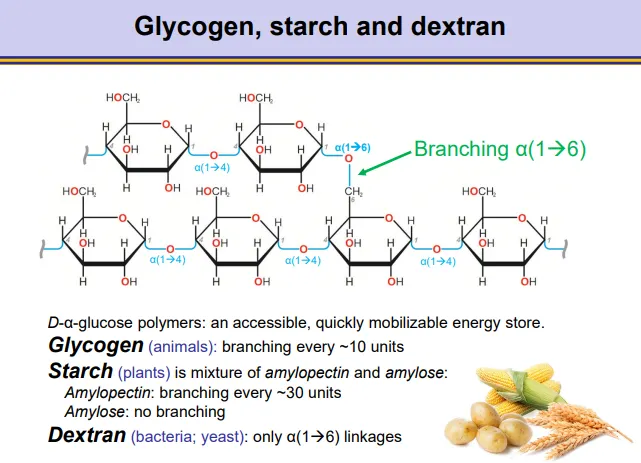 <p>these are all accessible energy stores based on <strong>alpha glucose</strong></p><ul><li><p><strong>dextran </strong>(bacteria + yeast)- only 1,6 glycosidic bonds</p></li><li><p><strong>glycogen </strong>(animals)- mostly 1,4 bonds, with 1,6 branching every ~10 units</p></li><li><p><strong>starch </strong>(plants), a mixture of:</p><ul><li><p><strong>amylopectin</strong>- mostly 1,4 bonds with branching every ~30 units</p></li><li><p><strong>amylose</strong>- only 1,4 bonds</p></li></ul></li></ul><p></p>