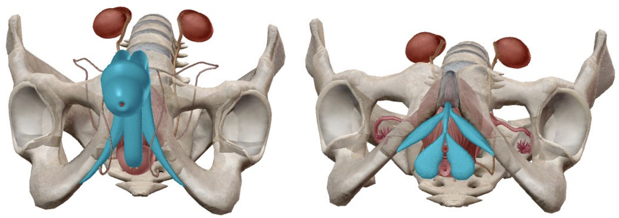 <p>Both contain erectile tissue.</p><p>Receives increased blood flow when sexually aroused.</p><ul><li><p><mark data-color="blue" style="background-color: blue; color: inherit;">Both are connected to the pelvis</mark></p></li><li><p><mark data-color="blue" style="background-color: blue; color: inherit;">Both contain a shaft originating posteriorly, extending anteriorly along the midline</mark></p></li></ul><p><strong><em><u>Difference:</u></em></strong></p><ul><li><p>Penis contains the urethra, through which both urine and semen exit</p></li><li><p>Clitoris has no opening</p></li></ul><p></p>
