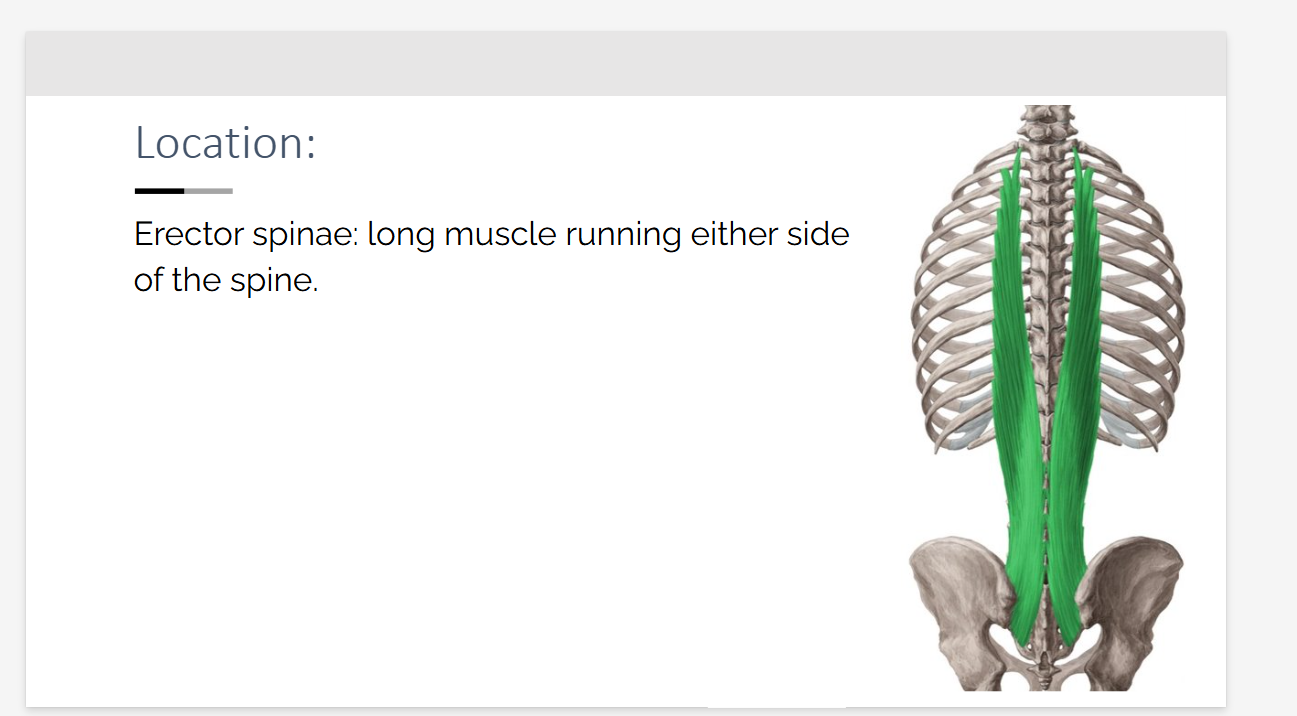 <p><span>long muscle running either side of the spine.​</span></p>