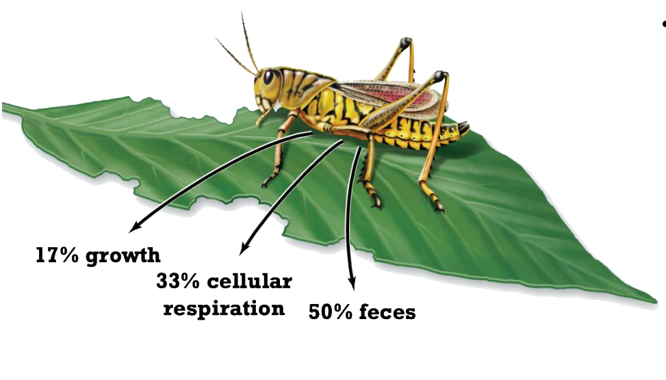 <p>50%</p><p>33%</p><p>17%</p>