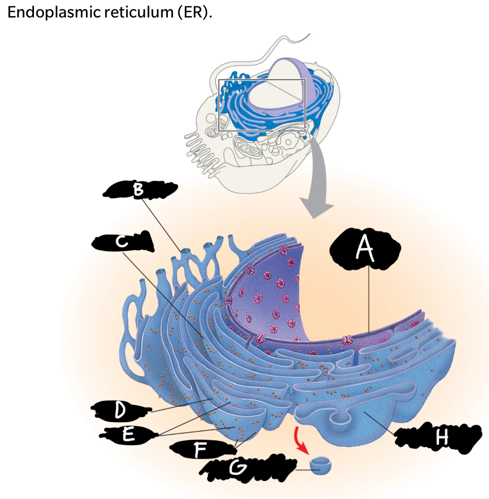 <p><span style="font-family: Arial-BoldMT; font-size: 14.67px;"><strong>Name all of the letters.</strong></span></p>