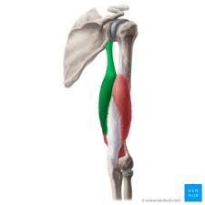 extensor of the forearm