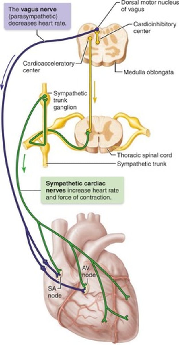 <p>It increases heart rate and force of contraction by targeting the SA and AV nodes, heart muscle, and coronary arteries.</p>