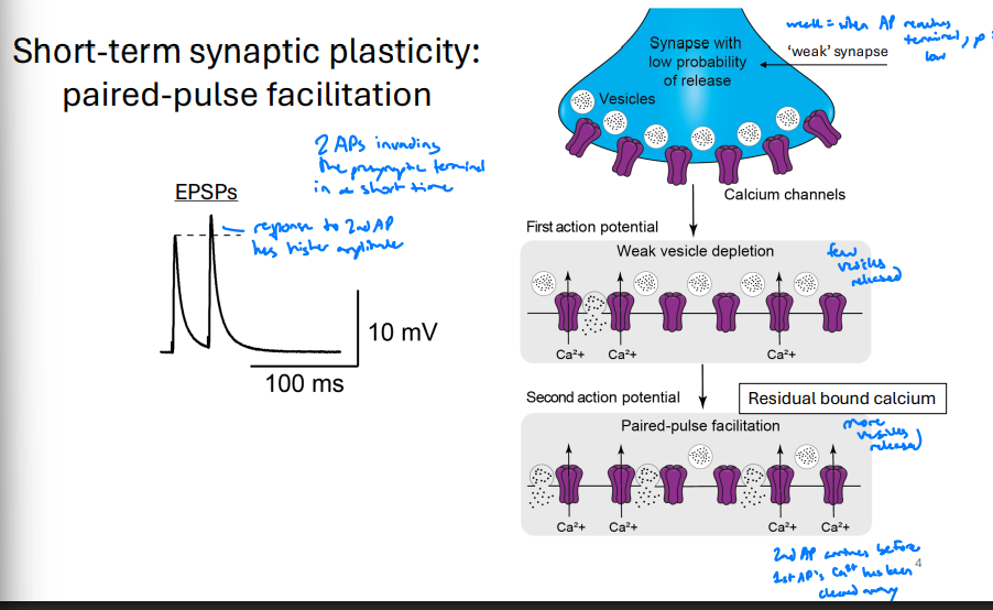 <ul><li><p>First AP occurs and voltage gated calcium channels are triggered</p></li><li><p>Some channels open and release NT</p></li><li><p>Second AP occurs fast enough to use previous calcium activation </p></li><li><p>More NT is released than first AP causing stronger EPSP</p></li></ul><p></p>