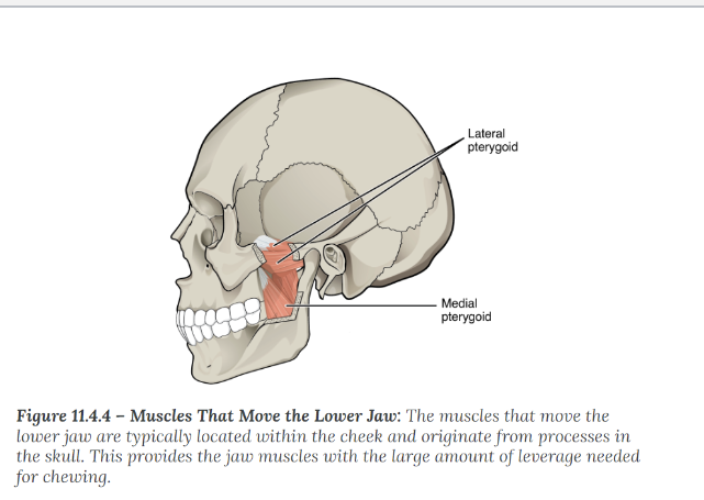 <p>medial and lateral pterygoid</p>