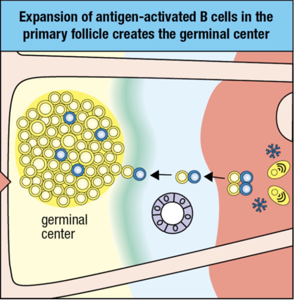 <p>germinal center</p><p>high amounts of IgM's at this stage means that there is an early infection</p>