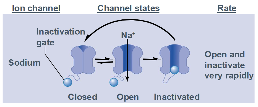 <ul><li><p>Channel has 3 states: </p><ul><li><p>closed (resting)</p></li><li><p>open</p></li><li><p>inactivated (open but inactivation gate is blocking the channel)</p></li></ul></li><li><p>Opens and inactivates very rapidly</p></li></ul><p></p>