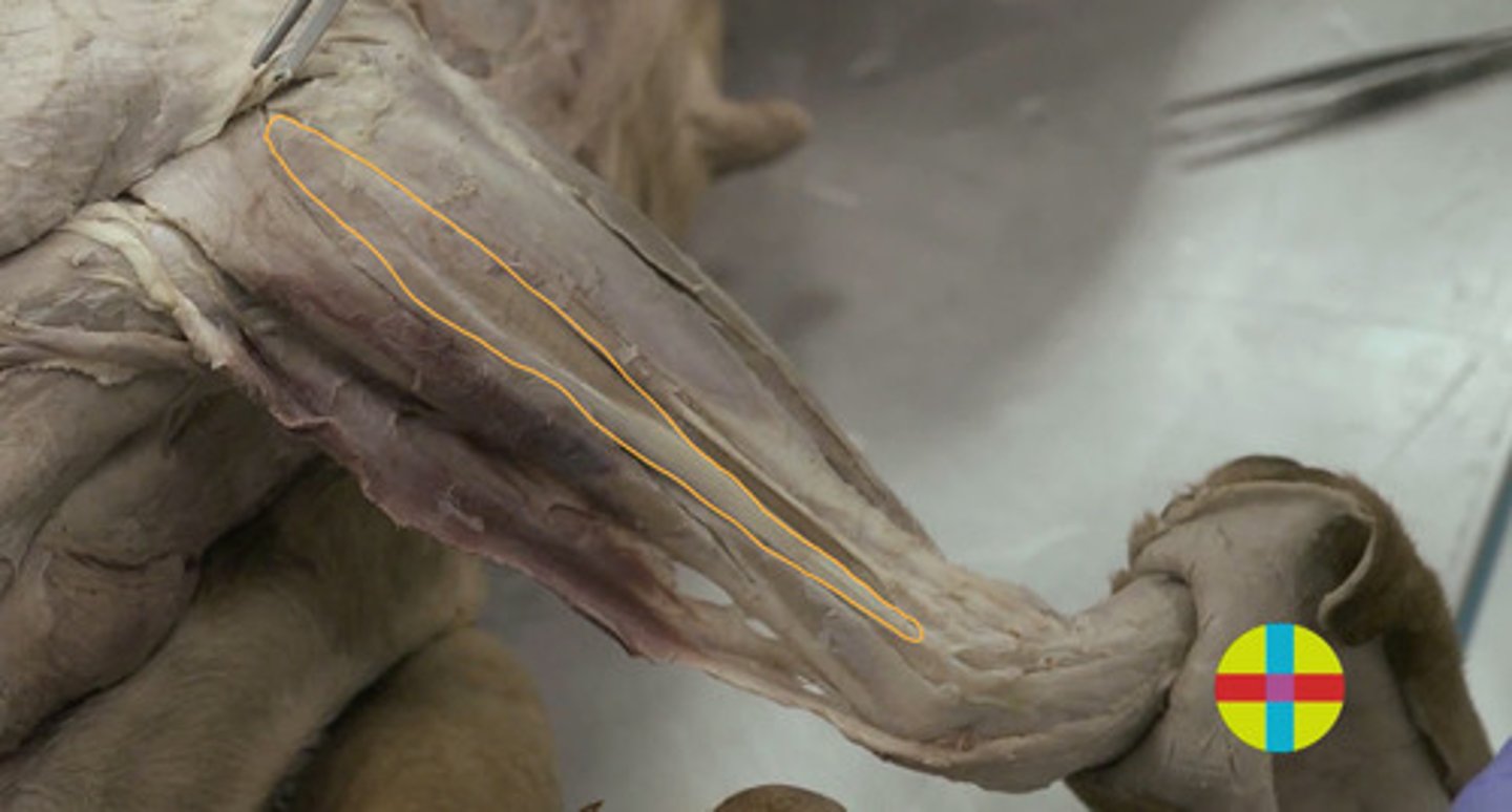 <p>se localiza entre los músculos extensor radial del carpo y extensor digital lateral. </p><p>Origen: Epicóndilo lateral húmero</p><p>Inserción: la tercera falange (observar sus tendones para los dedos II, III, IV, y V).</p><p>Función: flexor del codo y extensor del carpo y de los dedos.</p><p>Inervación: n. radial.</p><p>Rumiantes dos vientres</p>