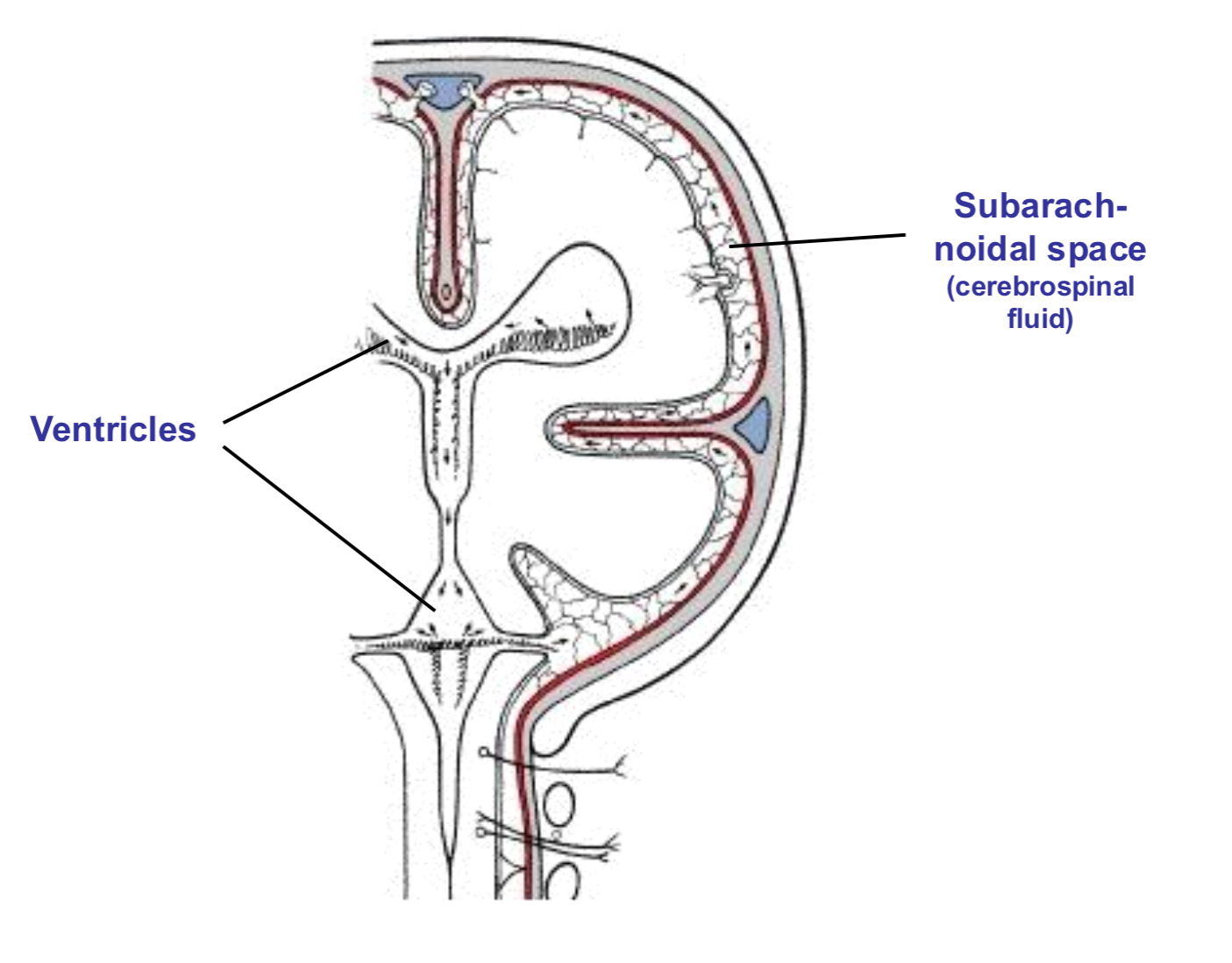 <ul><li><p>A network of 4 interconnected, CSF-filled cavities within the brain that produce, circulate, and house cerebrospinal fluid (CSF)</p></li></ul><p></p>