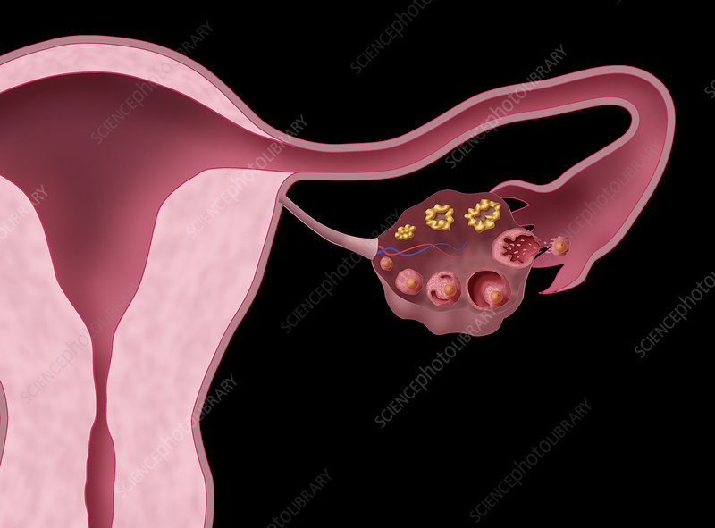 <p><strong><mark data-color="#840b5f" style="background-color: #840b5f; color: inherit">Oestradiol</mark></strong><br><br><mark data-color="#840b5f" style="background-color: #840b5f; color: inherit">A follicle is a</mark><strong><mark data-color="#840b5f" style="background-color: #840b5f; color: inherit"> small, fluid filled sac in the ovary </mark></strong><mark data-color="#840b5f" style="background-color: #840b5f; color: inherit">that </mark><strong><mark data-color="#840b5f" style="background-color: #840b5f; color: inherit">contains a developing egg, </mark></strong><mark data-color="#840b5f" style="background-color: #840b5f; color: inherit">known as an oocyte.</mark></p>