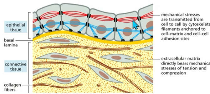 <p>types of tissue work tgt (eg.?)</p><p>essential for multicellular organisms</p>