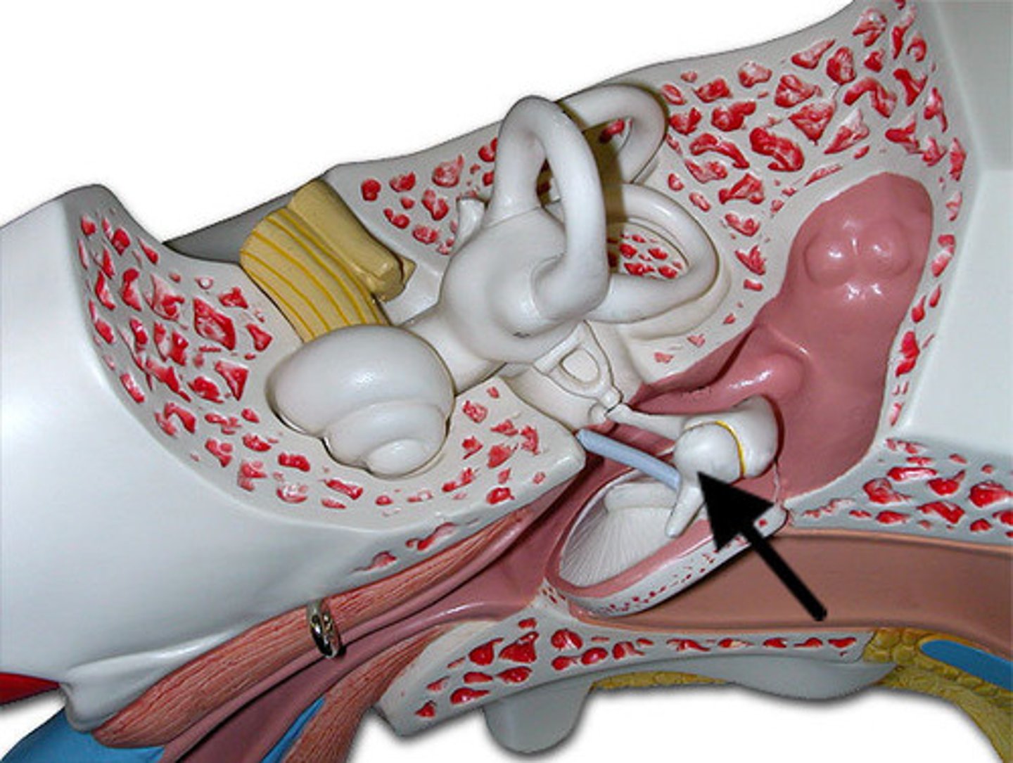 <p>hammer; first of the three auditory ossicles of the middle ear</p>