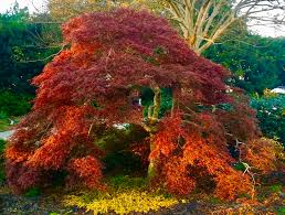 <p> Acer palmatum cv. / Japanese Maple</p>