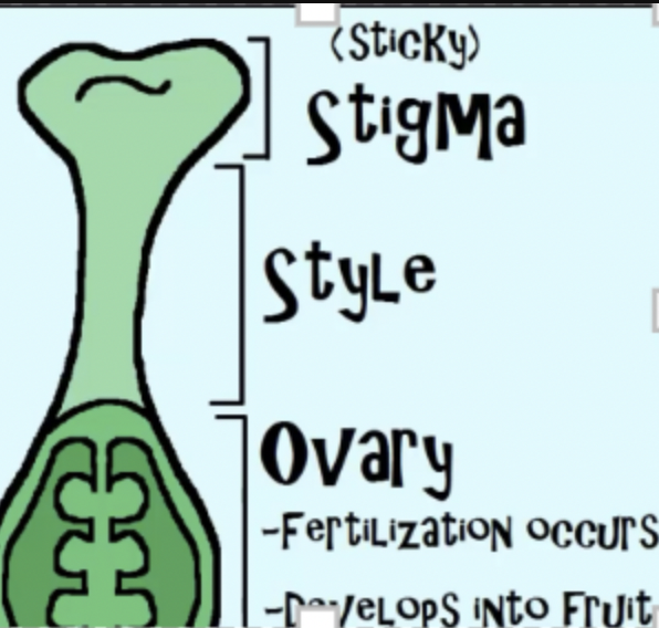 <p>Female part that supports stigma </p>