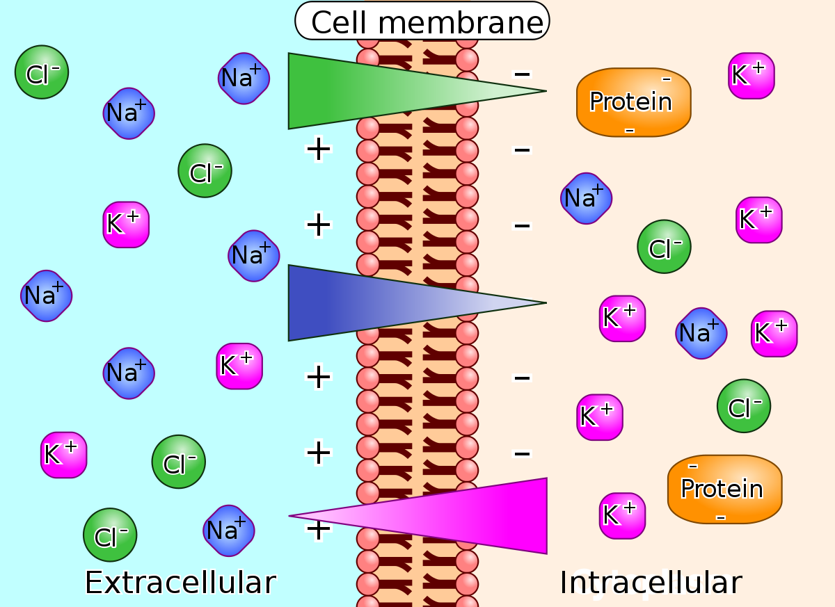 <p><span style="font-family: Arial, sans-serif">The movement of charge or separation of changes can provide energy. Also a difference in ion concentration across a membrane creates an electrochemical gradient which is a source of potential energy</span></p>