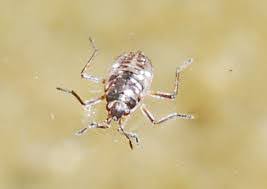 <img src="https://knowt-user-attachments.s3.amazonaws.com/e4de5159-81b2-47ff-82c4-00a22316ae0a.jpg" data-width="100%" data-align="center"><img src="https://knowt-user-attachments.s3.amazonaws.com/4cd756f2-818a-4004-8e4f-ef2557abc55b.jpg" data-width="100%" data-align="center"><img src="https://images.zapnito.com/cdn-cgi/image/metadata=copyright,format=auto,quality=95,fit=scale-down/https://images.zapnito.com/users/657123/posters/780c450f-530b-4894-a0e0-f2be35e0b893_large.jpeg" data-width="100%" data-align="center" alt="Remarkable mate guarding behavior of the small water strider, Microvelia  iriomotensis (Heteroptera: Veliidae) | Research Communities by Springer  Nature"><p></p>