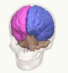 <ul><li><p><strong><span>Left cerebral&nbsp; hemisphere</span></strong></p></li><li><p><strong><span>Right cerebral hemisphere</span></strong></p></li></ul>