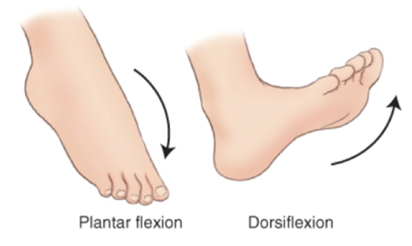 <p>tippy toes</p>
