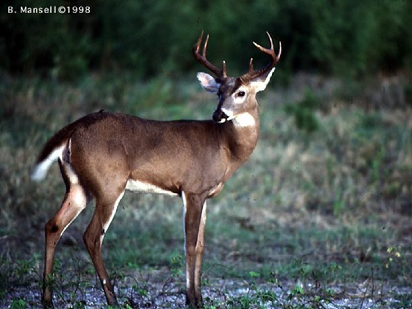 <p>White tailed deer</p>