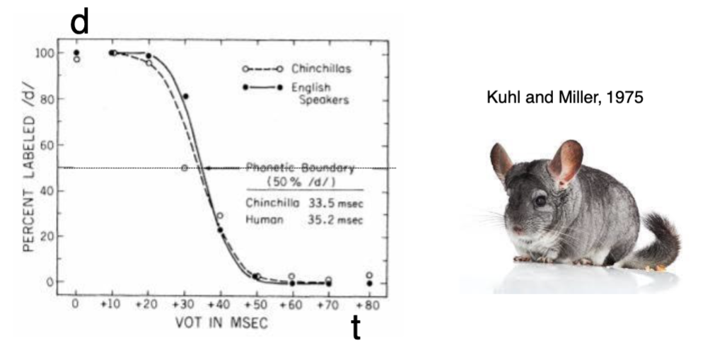 <p class=""><strong>Study:</strong> Kuhl &amp; Miller (1975)</p><p> <span data-name="test_tube" data-type="emoji">🧪</span> <strong>Experiment Overview</strong> </p><ul><li><p class="">Subjects: <strong>Chinchillas</strong> and <strong>English-speaking humans</strong></p></li><li><p class="">Stimuli: Voice onset time (VOT) continuum between <strong>/d/</strong> and <strong>/t/</strong> sounds</p></li><li><p class="">Task: Determine the <strong>phoneme boundary</strong> (where /d/ becomes /t/)</p></li></ul><p> </p><p><span data-name="bar_chart" data-type="emoji">📊</span> <strong>Graph Interpretation</strong> </p><ul><li><p class=""><strong>X-axis:</strong> VOT in milliseconds (msec)</p></li><li><p class=""><strong>Y-axis:</strong> % labeled as <strong>/d/</strong></p></li><li><p class=""><strong>Phoneme boundary:</strong> At <strong>50% /d/</strong> labeling</p><ul><li><p class=""><strong>Chinchillas:</strong> ~33.5 msec</p></li><li><p class=""><strong>Humans:</strong> ~35.2 msec</p></li></ul></li></ul><p> </p><p><span data-name="jigsaw" data-type="emoji">🧩</span> <strong>Key Finding</strong> </p><ul><li><p class="">Chinchillas <strong>showed similar categorical perception</strong> of VOT contrasts as humans.</p></li><li><p class="">Suggests that <strong>categorical perception is not uniquely human</strong>, but may reflect <strong>general auditory processing abilities</strong> present in mammals.</p></li></ul><p> </p><p>This evidence supports the idea that <strong>basic building blocks of speech perception</strong> may have evolved from <strong>shared auditory processing mechanisms</strong> in animals.</p>