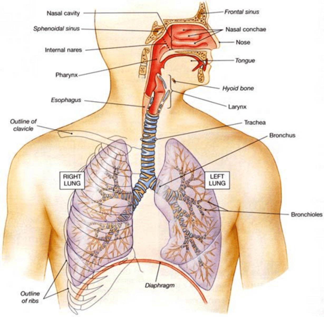 <p>Its contraction flattens the diaphragm, increasing the vertical diameter of the thoracic cavity during inhalation.</p>