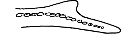 <p>Spine tilts downward and enters the ventral lobe of tail</p>