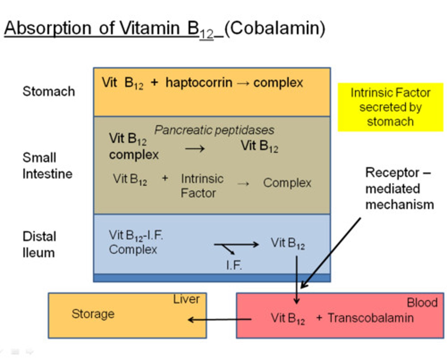 <p>- dietary= cobalamin (CBL)<br>- binds to R protein (haptocorrin) from salivary glands <br>- trypsin cleaves and bind to intrinsic factor <br>- released from IF, and transported as transcobalamin (TC)</p>