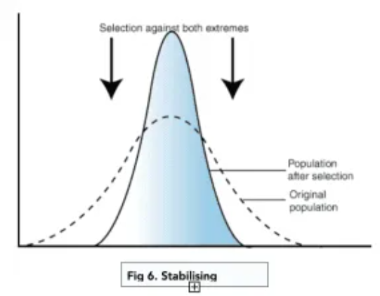 <ol><li><p>Selection pressure favours the mean phenotype, they’re at a selective advantage and those displaying the extreme are at a selective disadvantage</p></li><li><p>Mean phenotypes stay the same over many generations</p></li><li><p>This reduces variation</p></li><li><p>range of phenotypes is narrower</p></li></ol><p></p>