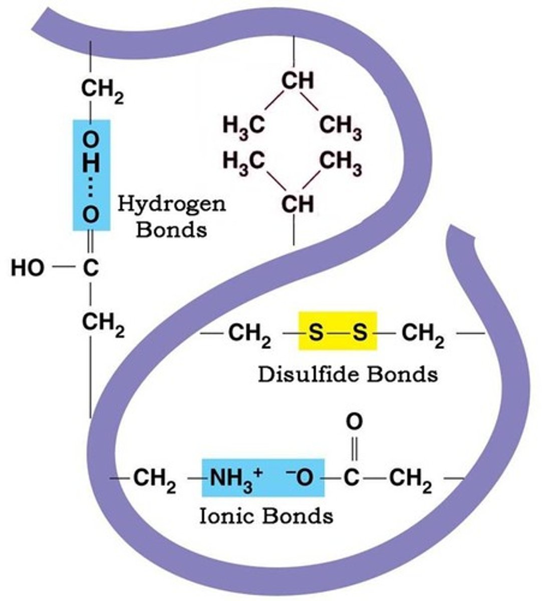 <p>Tertiary structure describes 3D structure (folding) resulting from interactions within a single polypeptide and with the outside environment.</p>