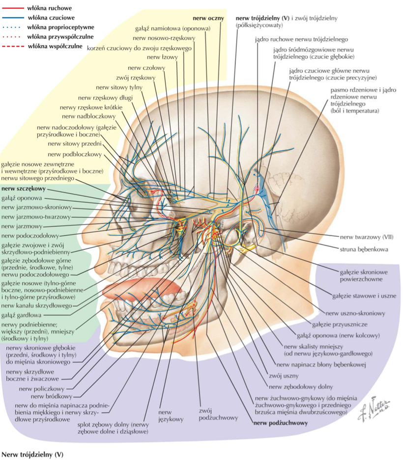<p>n. żuchwowo-gnykowy / mylohyoid n. od n. zębodołowego dolnego od V3</p>