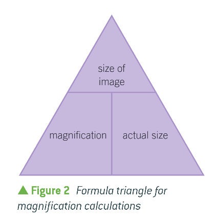 <p>size of image / actual size of object </p>
