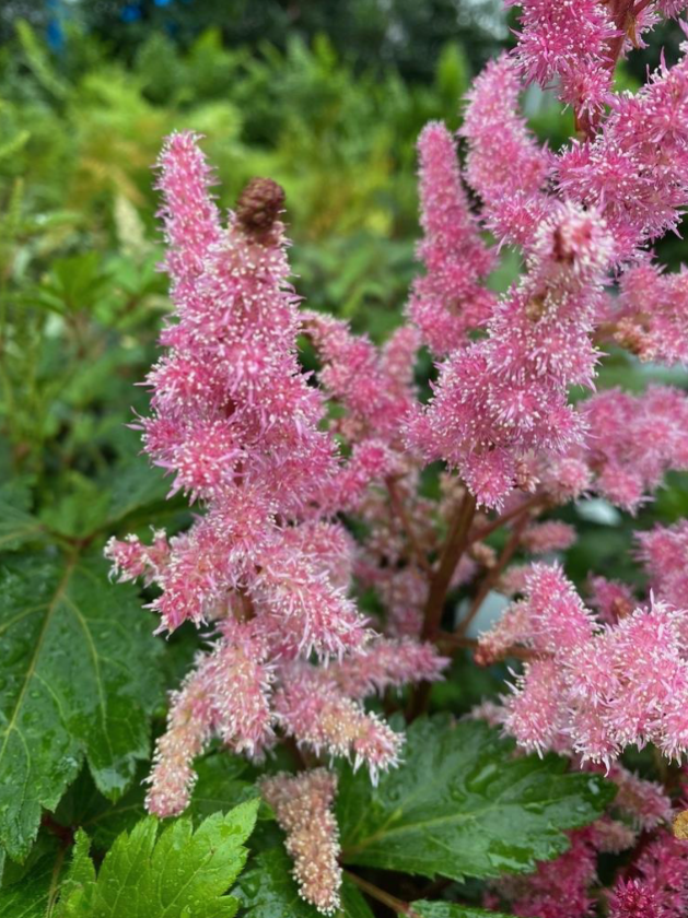 <p>Large(?)</p><p>Shade</p><p>Cottage garden, ground cover</p>