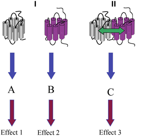 <ul><li><p>Homodimers (Same GPCRs)</p></li><li><p>Heterodimers (Different GPCRs bound together by allosteric interactions)</p></li><li><p>Oligomers (Same GPCRs)</p></li></ul><p></p>