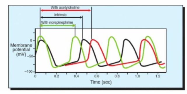 <ul><li><p>NE/NA increases the rate of depolarisation and therefore shortens the interval b/w AP = <strong>sympathetic nervous system increases HR above intrinsic spontaneous level</strong></p></li><li><p>activates Beta-adrenergic receptors</p></li><li><p>speeds up ion channel changes</p></li><li><p>enables SAN cells to reach threshold more quickly therefore there’s a shorter interval b/w heartbeats</p></li></ul><p></p>