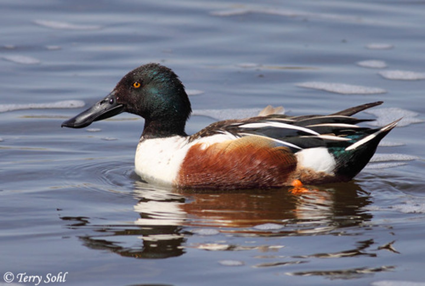 <p>Anseriformes</p>