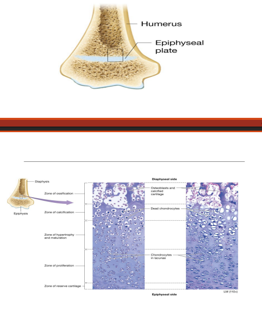 <p>-Long bones lengthen by longitudinal growth; involves division of chondrocytes (not osteocytes or osteoblasts) in epiphyseal plate </p><p>-Bone growth takes place at epiphysis on side closest to diaphysis</p>