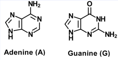 <ul><li><p>Adenine (A)</p></li><li><p>Guanine (G)</p></li></ul><p></p>